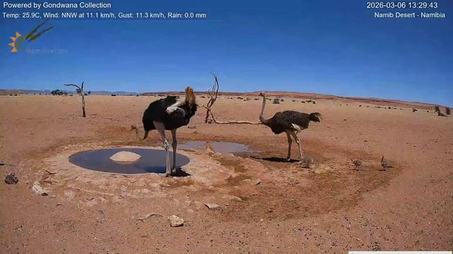 Трое маленьких страусят