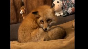 Лиса-Алиса. Лиса засыпает, а Игнис просыпается