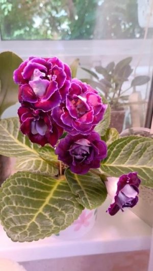 как я укоренняю листики глоксиний  🌿🌿