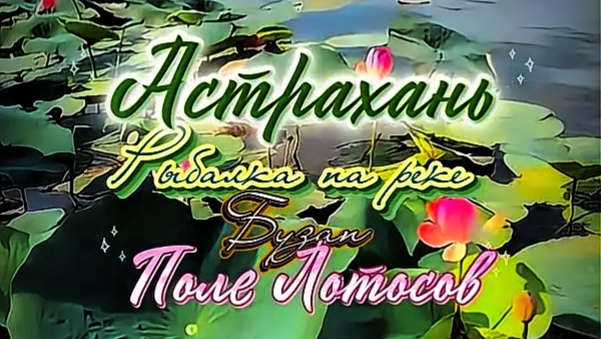 Поле лотосов на реке Бузан в Астрахани. #рыбалка_в_Астрахани