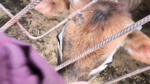 Вывезли навоз. Вкусный обед.