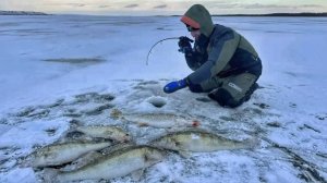 ПОСТАВИЛ ЭТУ ПРИМАНКУ И ОНА СДЕЛАЛА ВСЮ РЫБАЛКУ! Зимняя рыбалка 2025 - 2026.