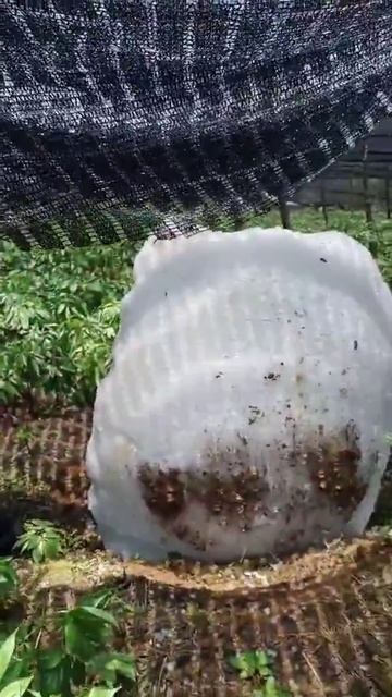 Большие градины Въетнам