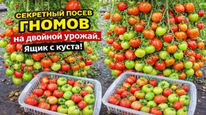 Сеем ГНОМЫ на ДВОЙНОЙ УРОЖАЙ!