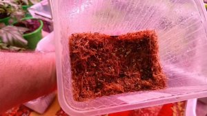 Острые перцы сезон 2026,