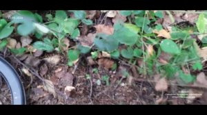 "Я нашёл Клад в нашем лесу!"