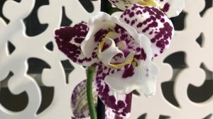 Орхидея из продуктового магазина. Интересная находка. Обзор поставки к 8 Марта!