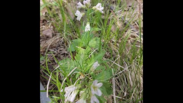 Опять весна, почти 8 Марта.