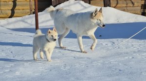 С Наступающим праздником весны!