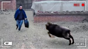 ВИДЕО ПРИКОЛЫ ЗАБАВНЫЕ МОМЕНТЫ С ЖИВОТНЫМИ, СНЯТЫЕ НА КАМЕРУ