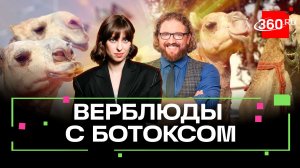 Губастые верблюды пошли по стопам дубайских девиц — в Омане скандал на фестивале красоты верблюдов