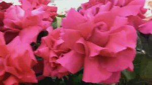 На кануне 8 Марта!....07.03.2026г.