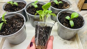 СЕКРЕТЫ ВЫРАЩИВАНИЯ КРЕПКОЙ РАССАДЫ БАКЛАЖАН БЕЗ ПРОБЛЕМ! КОРНЕВАЯ ПРОСТО СУПЕР!!