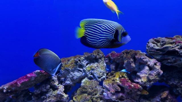 Океанариум