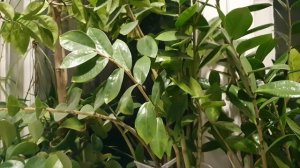 Великой Любви ода...