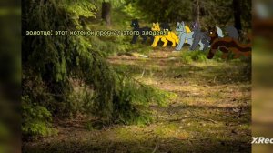 WildCraft/КВ| мини фильм "моя месть"
(анимация)