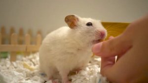 Жизнь хомяка в замедленной съемке