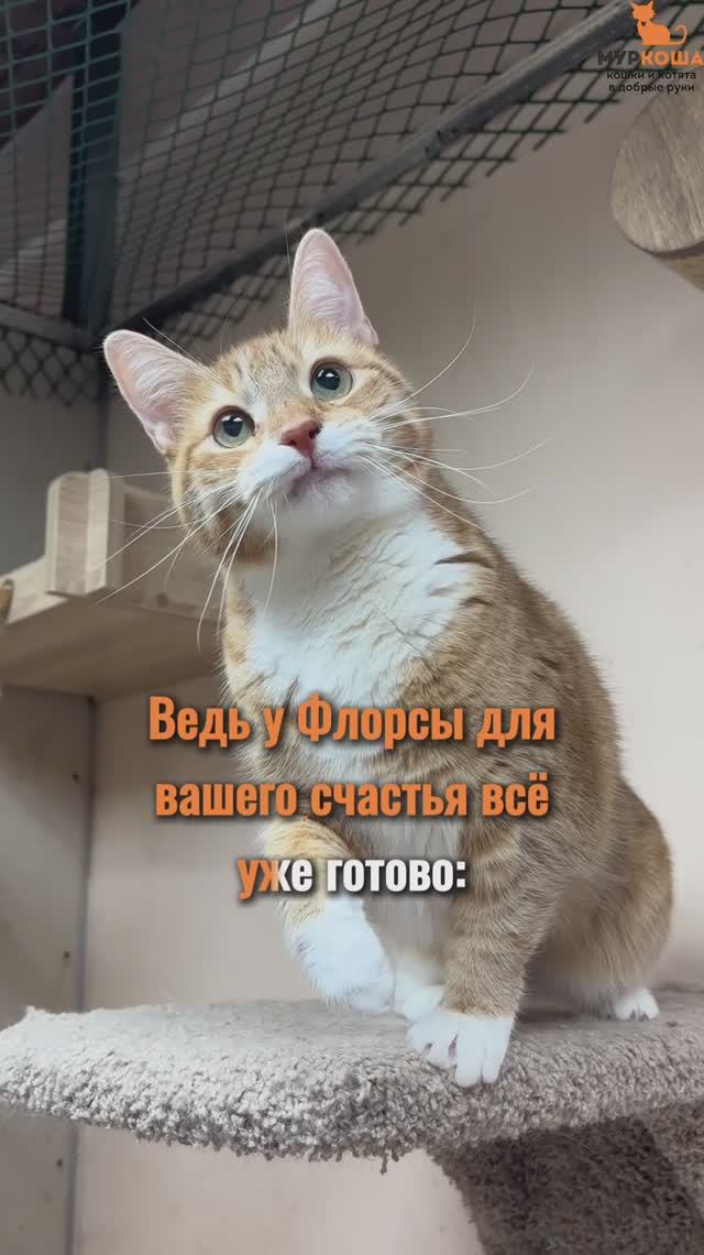 Флорса ждёт вас в приюте #Муркоша