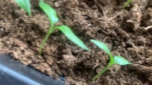 Закончила пикировку виктории. Долгожданный перец взошел.