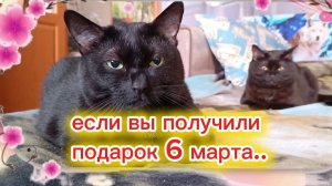 КОШКИ С ОЗВУЧКОЙ. Юмор про 8 марта.