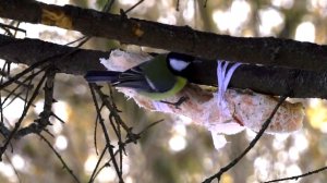 Щедрое угощение для синички