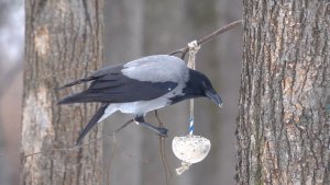 Птицы. Белки. Подборка