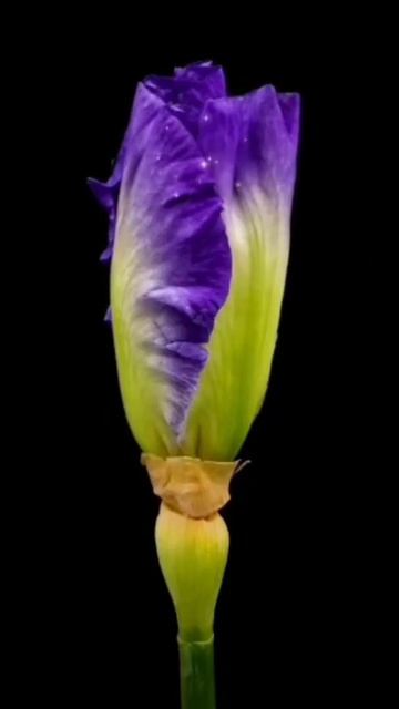 Это Милость Божия...