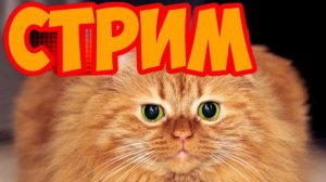 Стрим с котом.