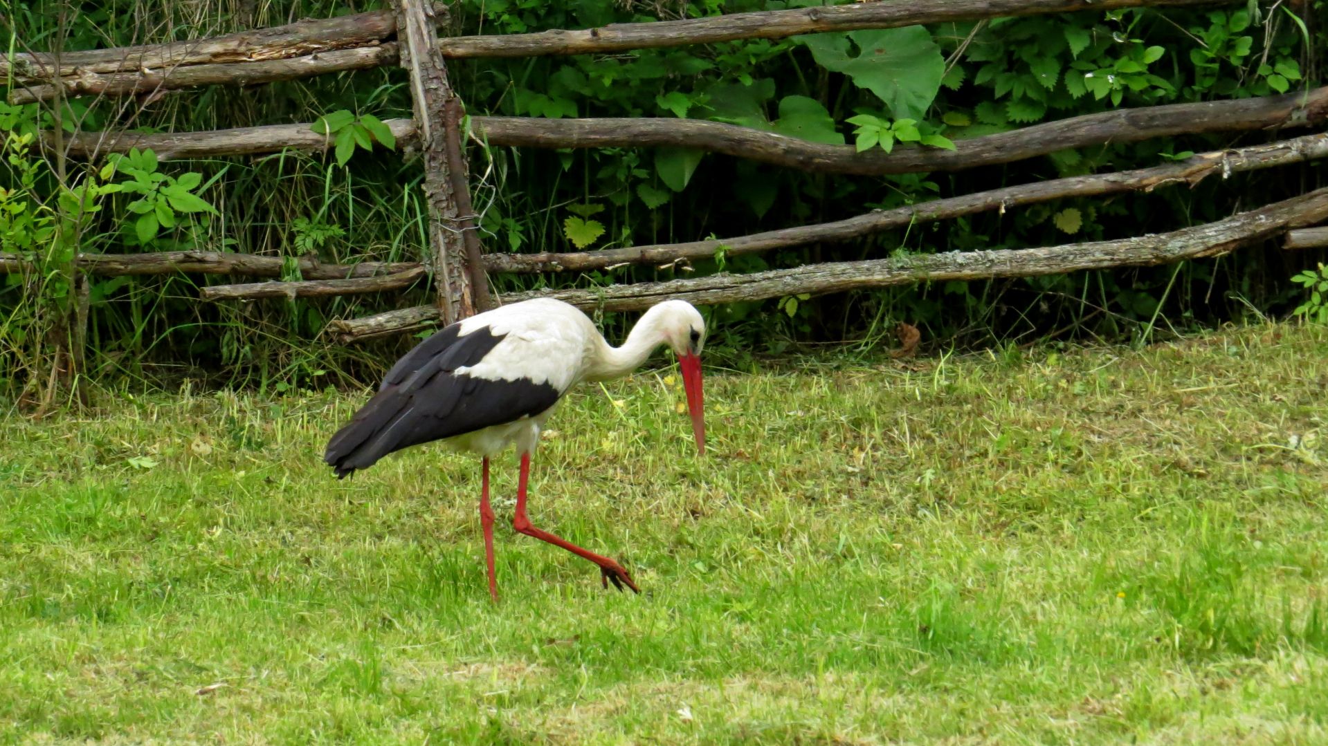 Какой красавец