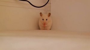 Хомяк в свободном выгуле (бегает очень быстро!)