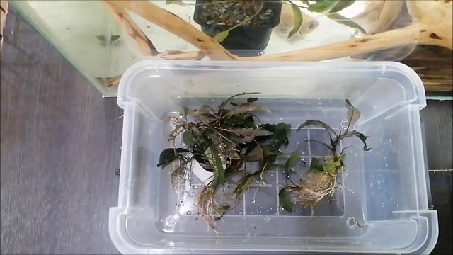 Купил аквариумные растения буцефаландры