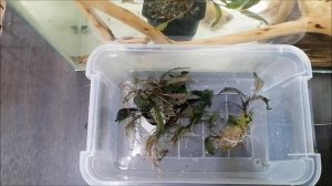 Купил аквариумные растения буцефаландры