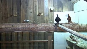 Беседы о голубях. ч. 6