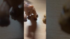Львы