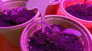 Сделала перевалку перцев и баклажан в горшочки 0,5 литра