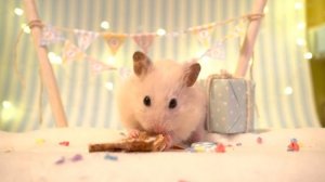 🎂 Второй день рождения Ванилы 🎉