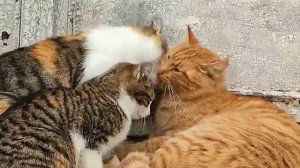 Милые звуки животных Кошка, корова, овца, Звуки для детей