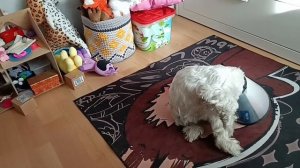 КАПЕЦ-ЧЕПЕЦ, на нас напала Лили Лавбрейдс!!(Говорящая собака) МИСиС Айседора!