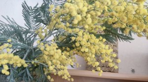 Сударыни... Вы- самые прекрасные, самые нежные, самые лучшие, самые самые...