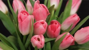 С 8 Марта! Это Лучшее Поздравление  от мужчин!