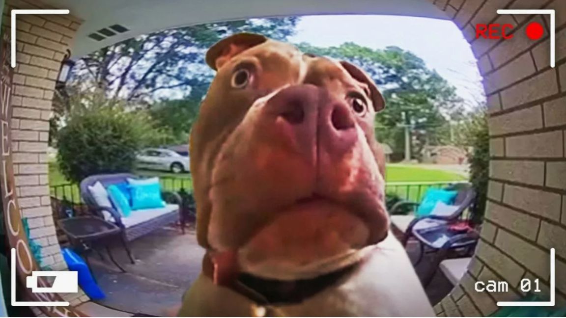 ЗАБАВНЫЕ МОМЕНТЫ С ЖИВОТНЫМИ, СНЯТЫЕ НА КАМЕРУ ВИДЕО ПРИКОЛЫ