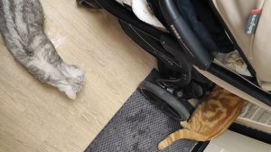 А девочка созрела...