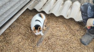 Что Буся хотела?!! Зельц. Работа началась, только поворачивайся!!!