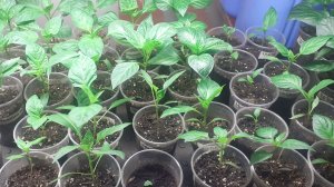 07.03.2026 Рассада на сегодняшний день, планы на день завтрашний.