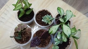 Комнатные растения🌿❤️Новинки с выставки🎉