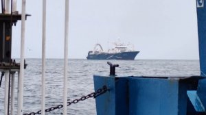 Экспедиция «Плавучего университета» в акваторию Чукотского моря. Часть 3.