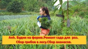 Anh Bushcraft. Будни на ферме .Ремонт старого сада для  роз .Сбор грибов в лесу.Сбор ананасов.