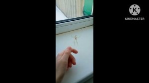 мой сиреноголовый