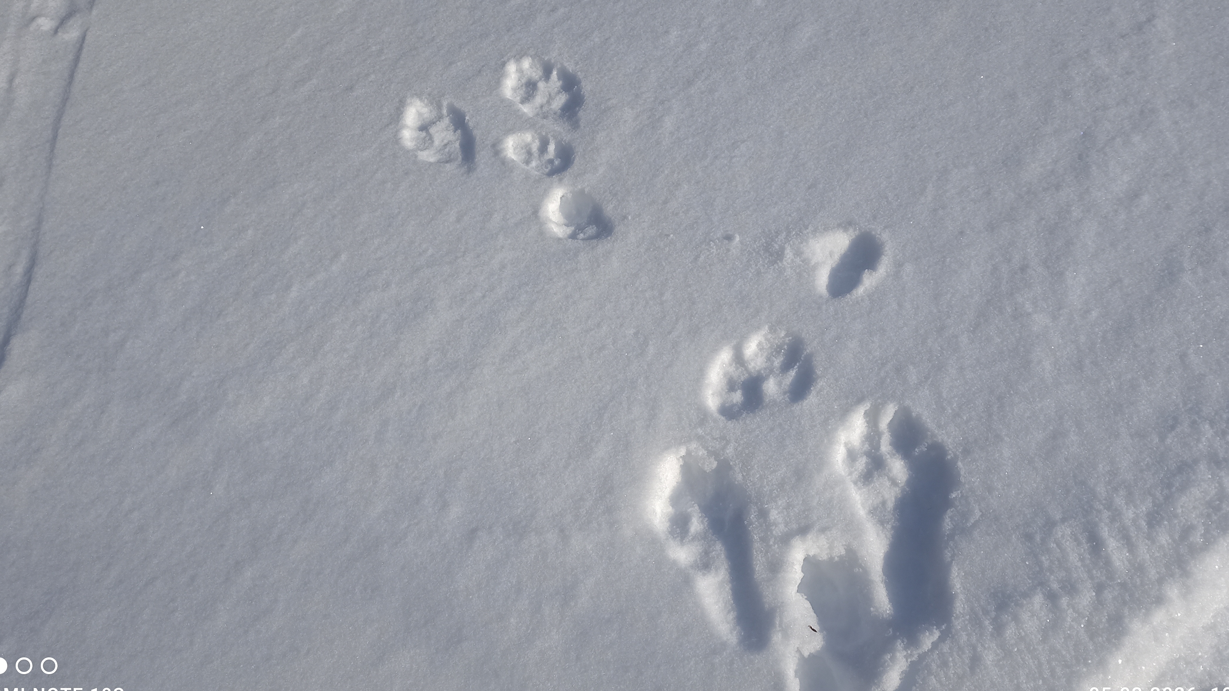 Здесь прошёл заяц.