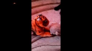 Те самые ИИ видео в лайке: